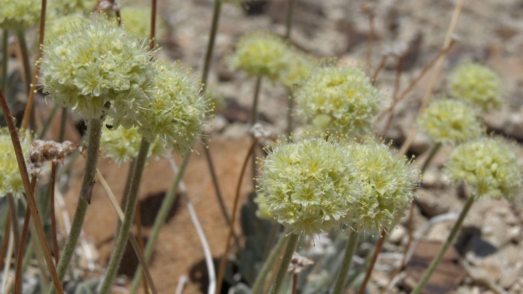 Environmentalists sue over US approval of ioneer’s Nevada lithium mine